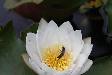 Image showing bee on lily