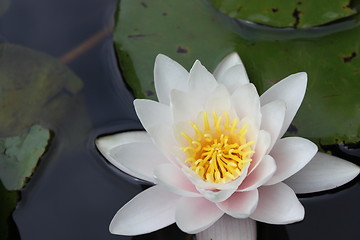 Image showing lily