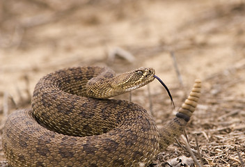 Image showing Rattlesnake