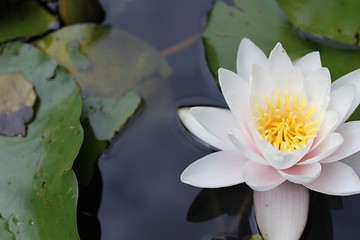 Image showing lily