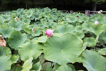 Image showing lotus