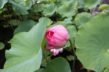 Image showing lotus