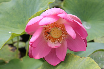 Image showing lotus