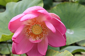 Image showing lotus