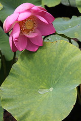 Image showing pink lotus