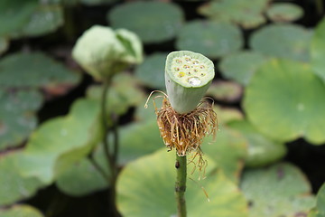 Image showing lotus