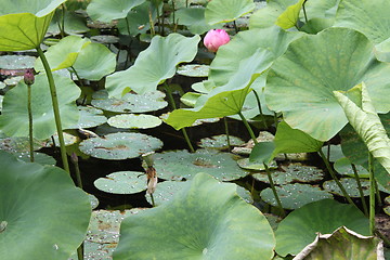 Image showing lotus