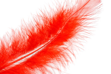 Image showing red feather of a bird