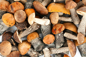 Image showing background of mushrooms