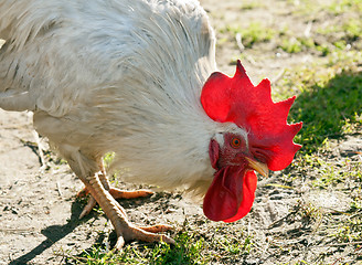 Image showing Racy white rooster