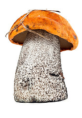 Image showing boletus mushrooms