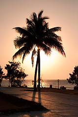 Image showing Palmtree Contre-Jour