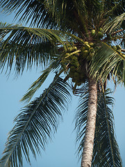 Image showing Coconut tree