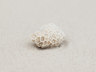 Image showing Coral on beach