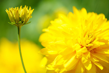 Image showing Yellow flower