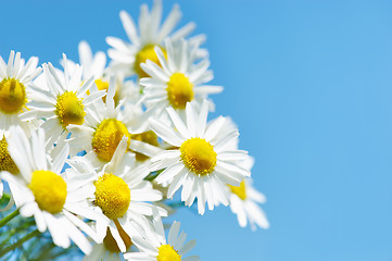 Image showing Camomiles against the sky