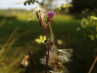 Image showing Dry thistles