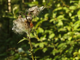 Image showing Dry thistles