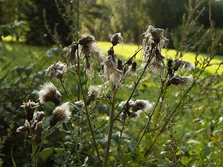 Image showing Dry thistles