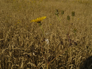 Image showing wheat and dandelion flower