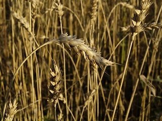 Image showing wheat field detail