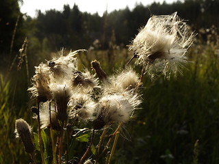 Image showing Dry thistles