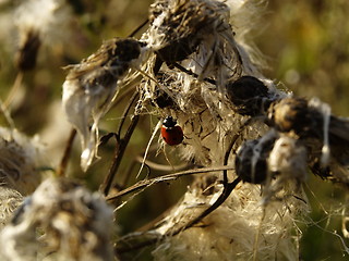 Image showing Dry thistles