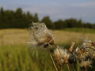 Image showing Dry thistles