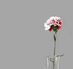 Image showing pink carnation