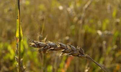 Image showing wheat field detail