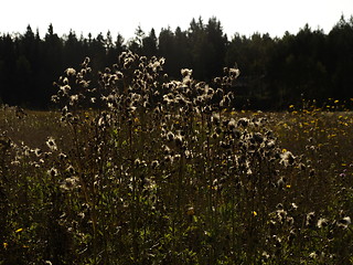 Image showing dry thistles