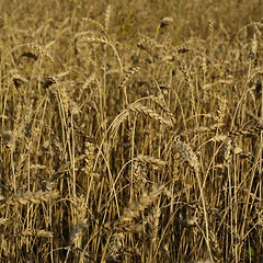 Image showing wheat field detail