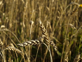Image showing wheat field detail