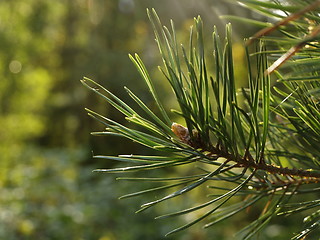 Image showing pine tree leafs