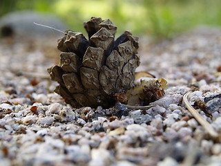 Image showing pine cone