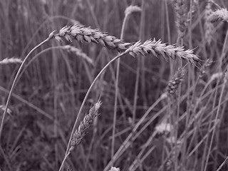 Image showing wheat field detail