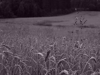 Image showing wheat field detail