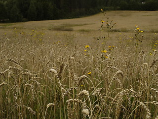 Image showing wheat field detail