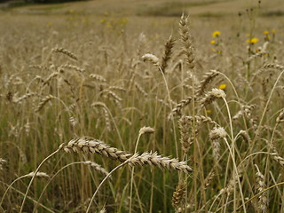 Image showing wheat field detail