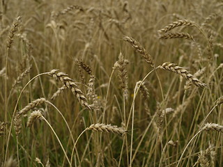 Image showing wheat field detail