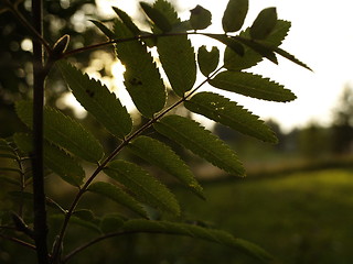 Image showing ash tree leafs