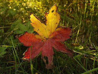 Image showing Leaf in early autumn