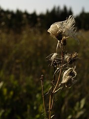 Image showing Dry thistles