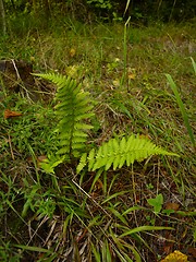 Image showing fern