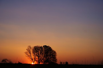 Image showing Sunset tree