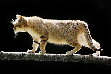 Image showing Sand cat, Felis margarita