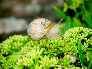 Image showing snail