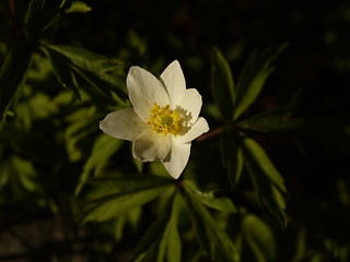 Image showing white flower