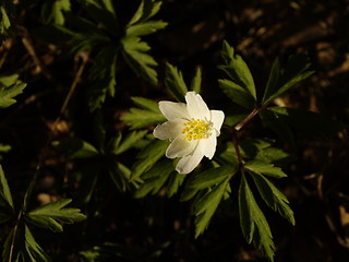 Image showing white flower