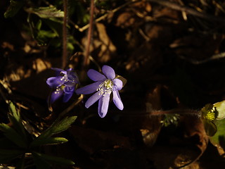 Image showing purple flower